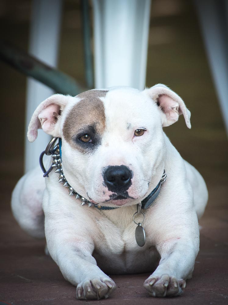 Zeus 80-400-1.jpg