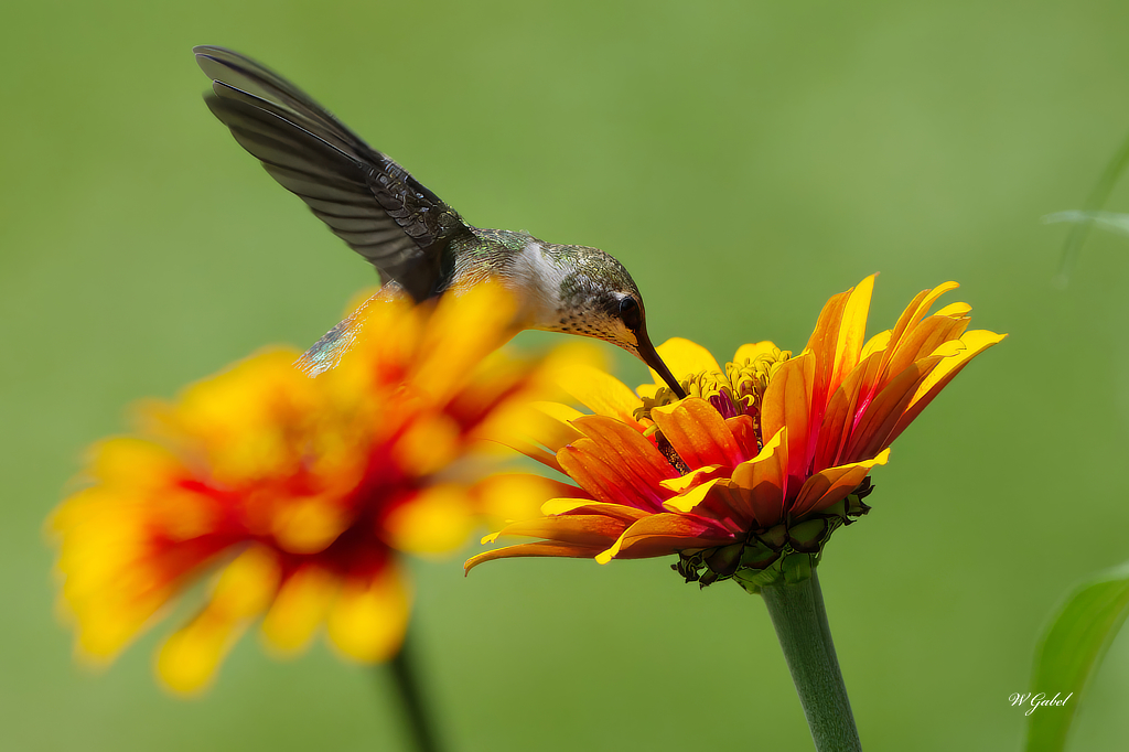 Zinia and humming bird sm.jpg