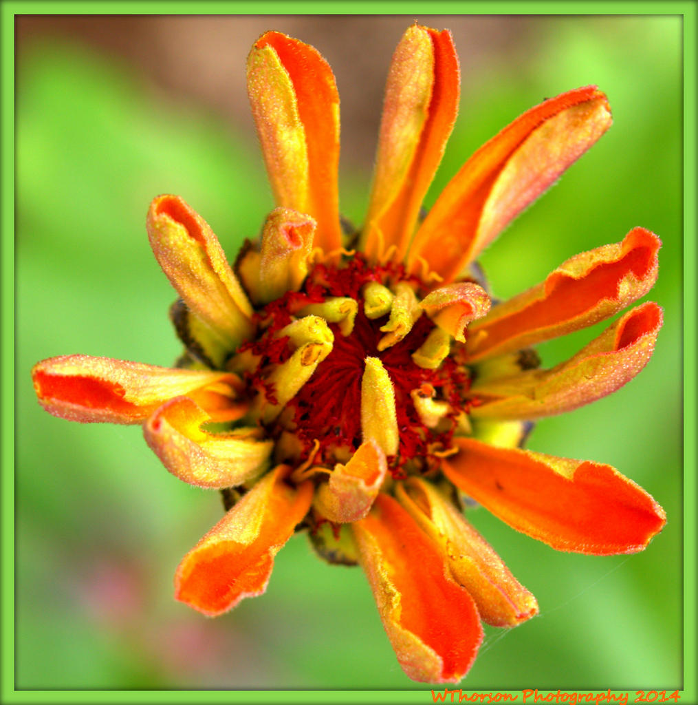 Zinnia Blooming.jpg
