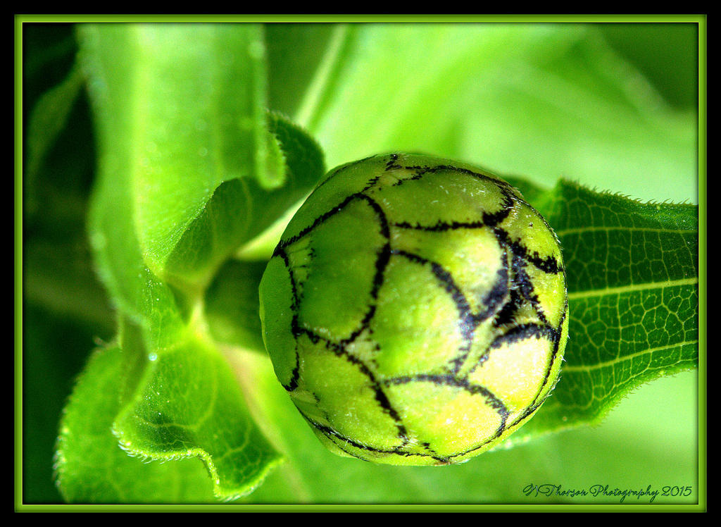 Zinnia Bud 8-29-15.jpg