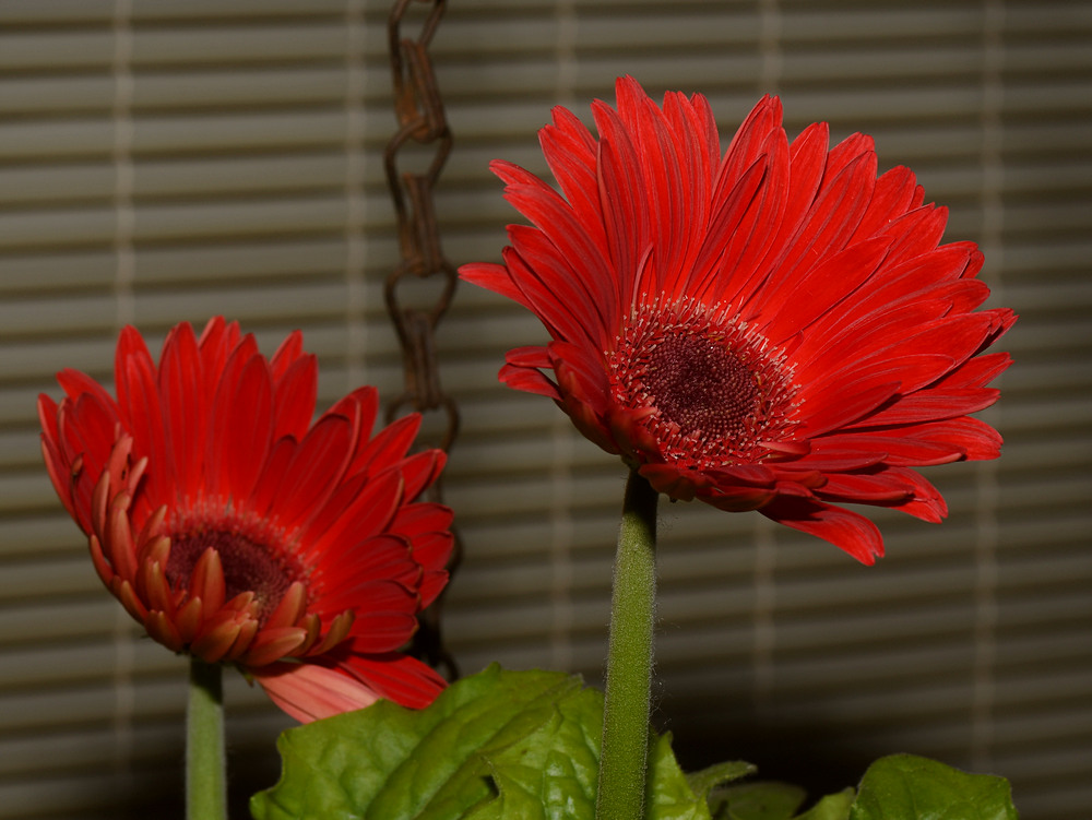 Zinnia.jpg
