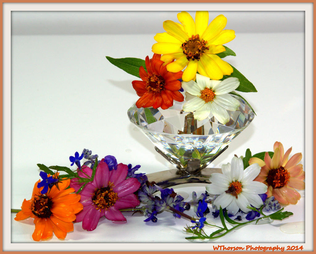 Zinnia's and Diamond 3.jpg