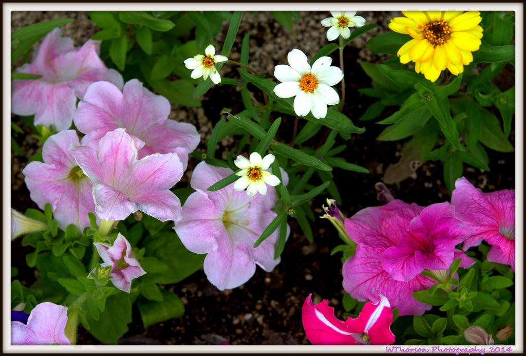 Zinnias and Petunias.jpg
