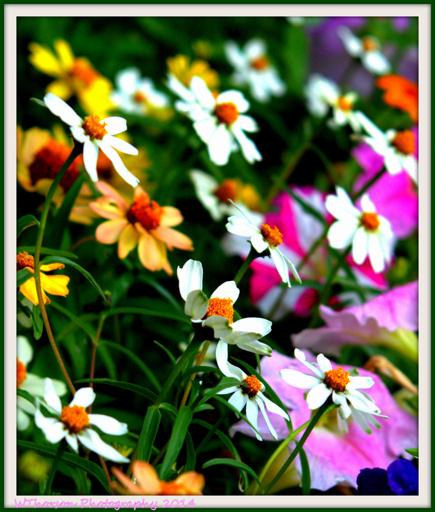 Zinnias in my garden.jpg
