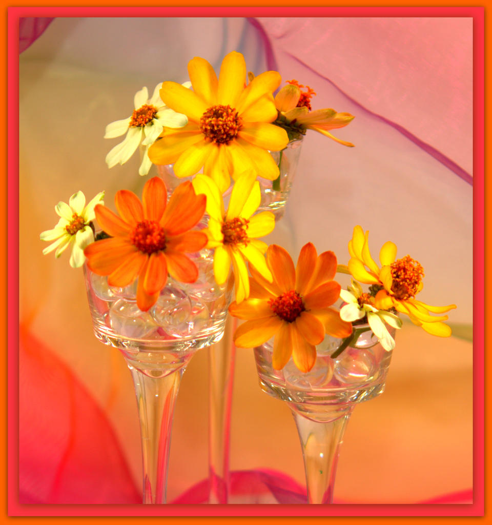 Zinnia's with Color.jpg