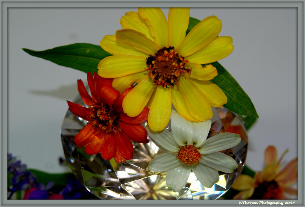 Zinnia's with Diamond 2.jpg