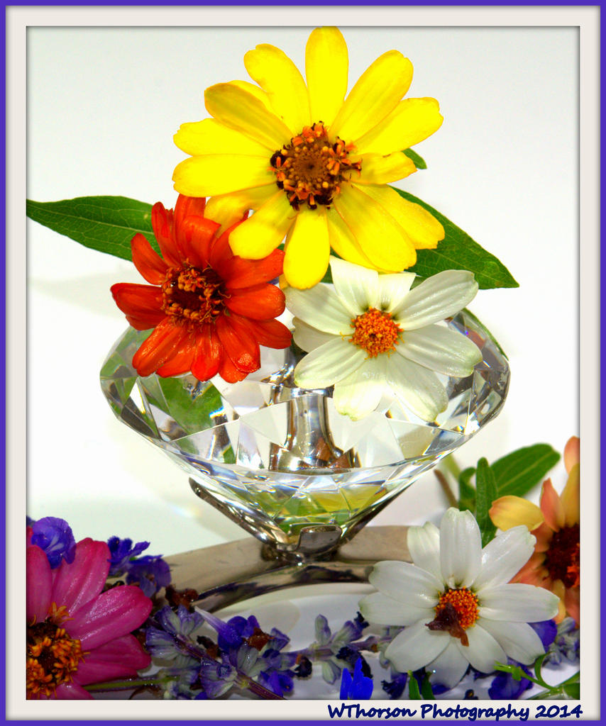 Zinnia's with Diamond.jpg