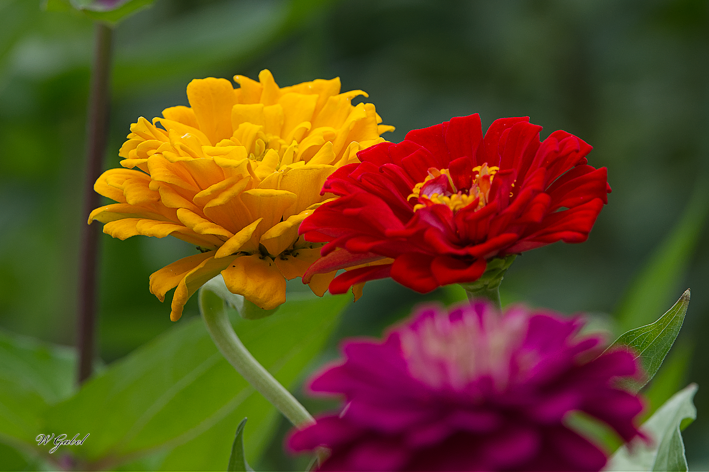 Zinnias1391 sm.jpg