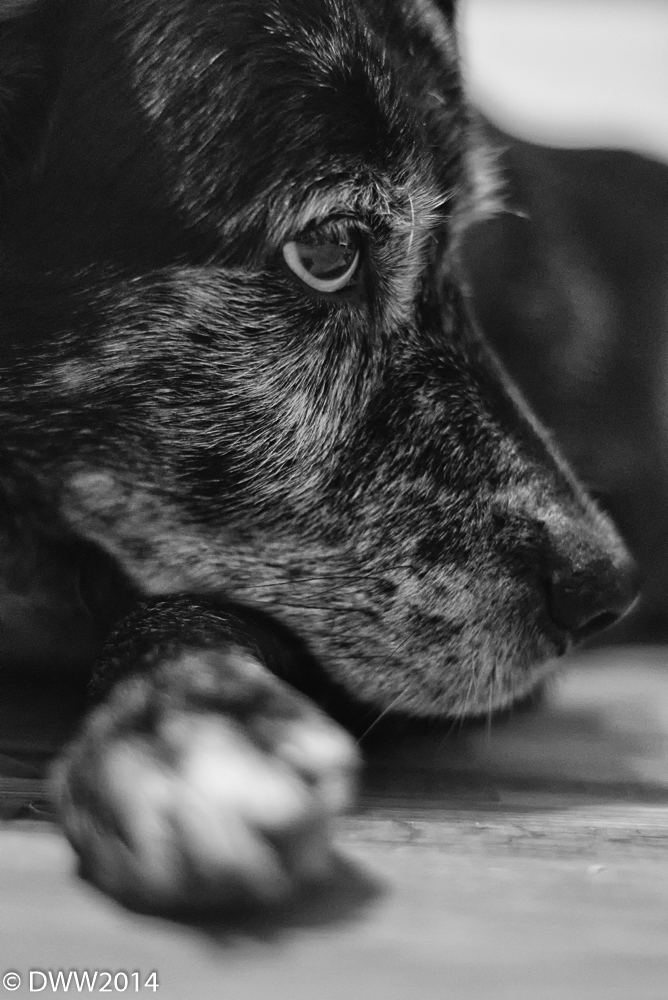 Zoe B&W (1 of 1).jpg