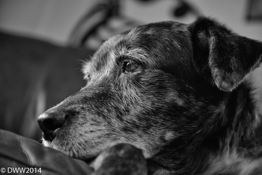 Zoey Headshot (1 of 1).jpg