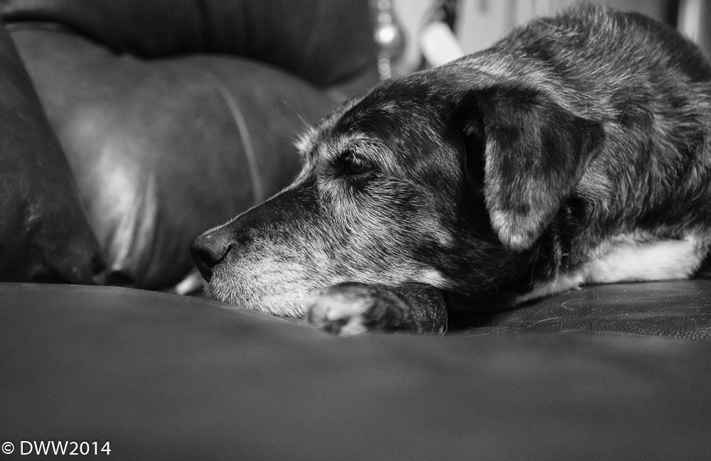 Zoey Resting (1 of 1).jpg
