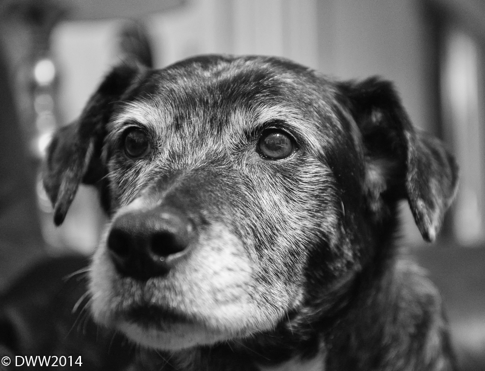 Zoey Resting2 (1 of 1).jpg