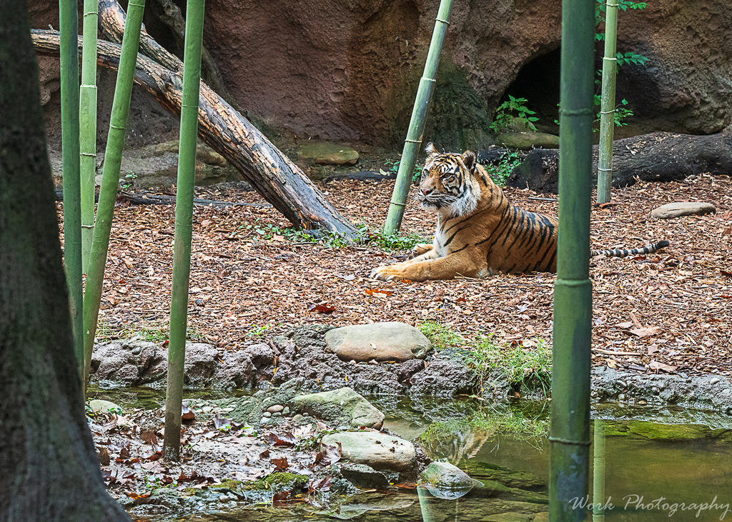 Picture taken at the Louisville Zoo