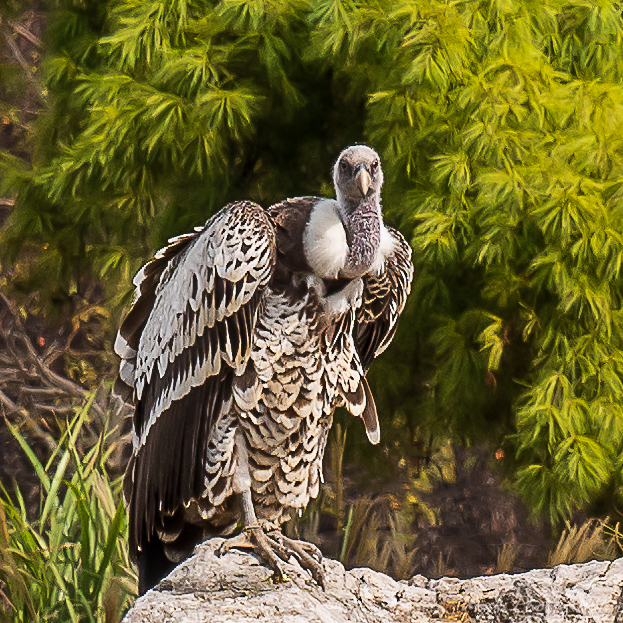 Ruppell's Griffon Vulture at the Louisville Zoo.