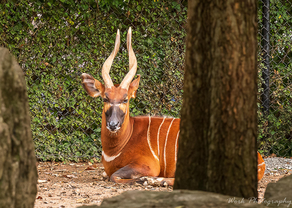 Louisville Zoo
