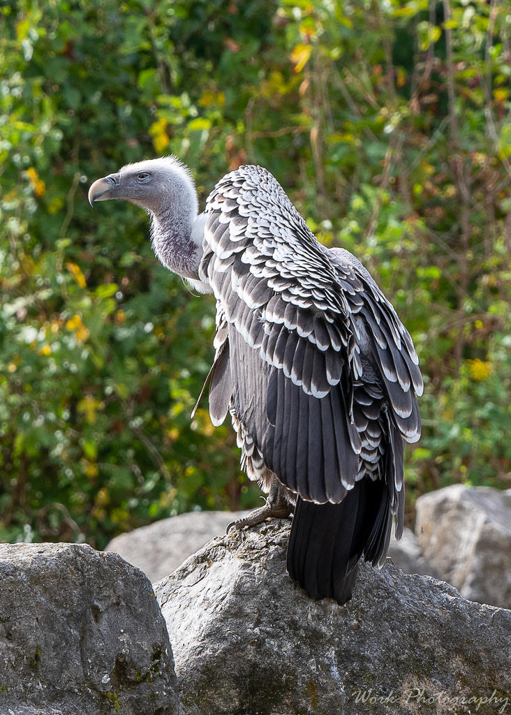 Zoo-0694.jpg