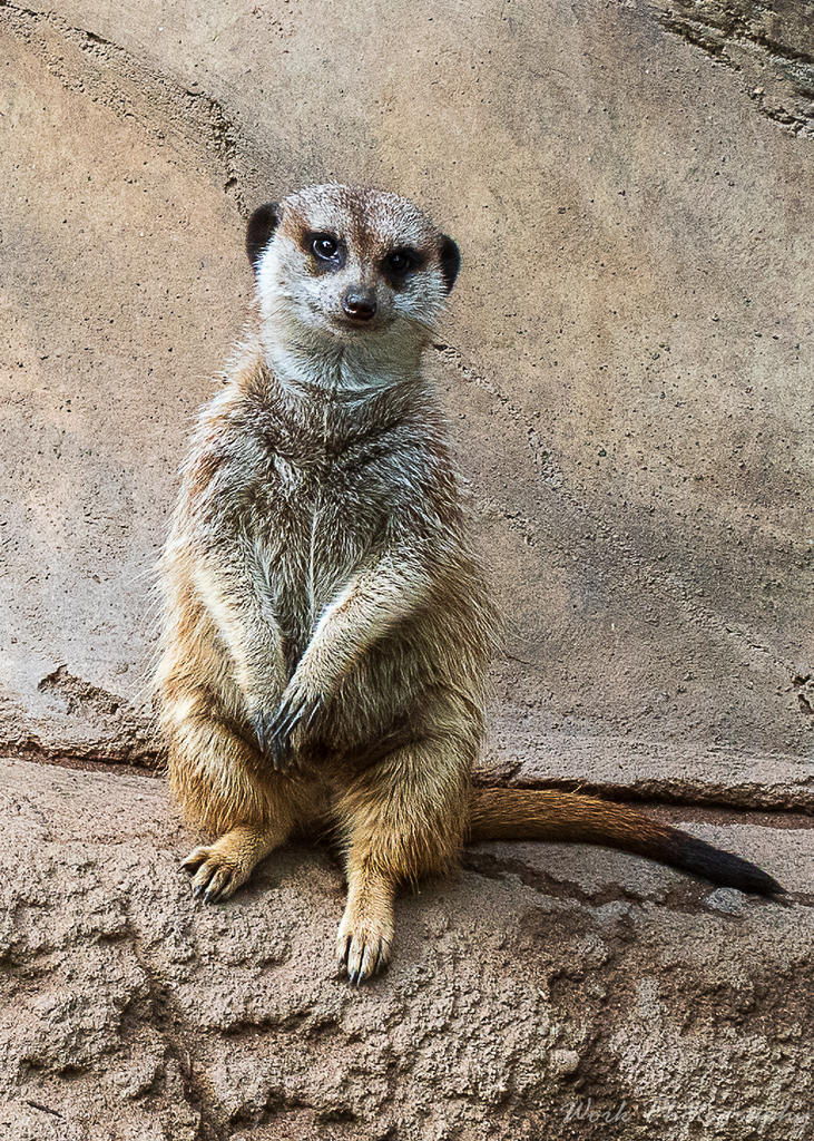 Meerkat at the Louisville Zoo