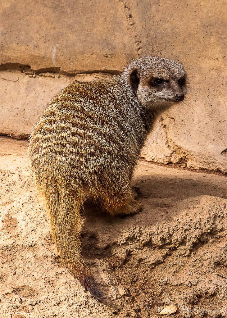 Zoo-0716.jpg