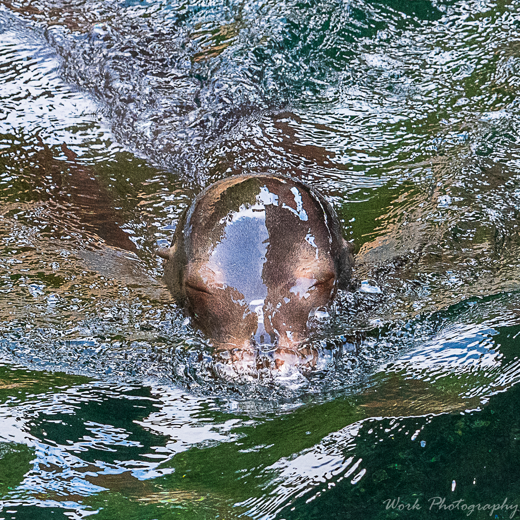 Sea Lion from the Louisville Zoo