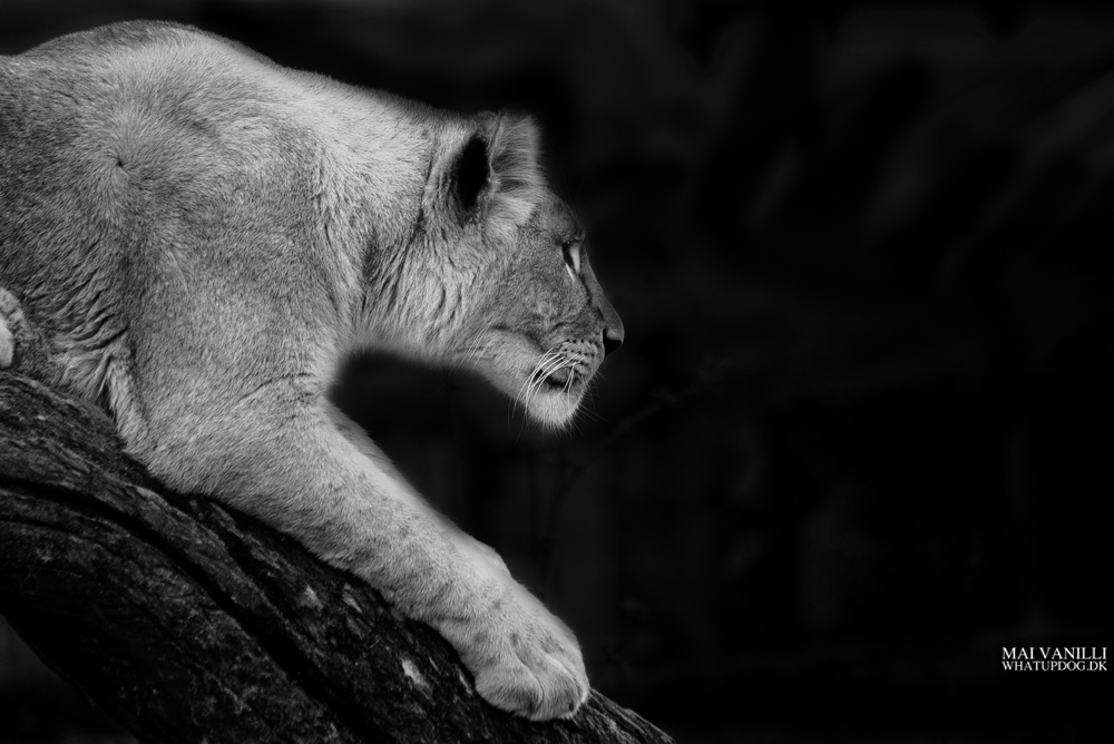 zoo-3502_web.jpg