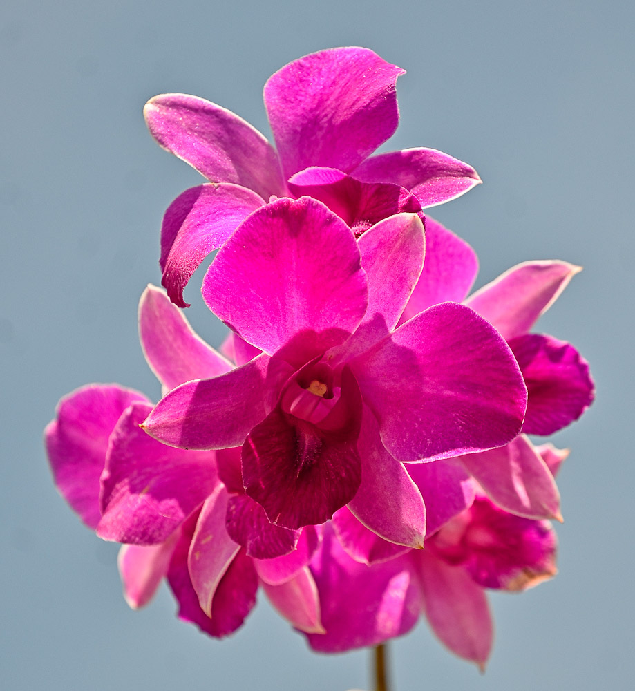 zorchid-1.jpg
