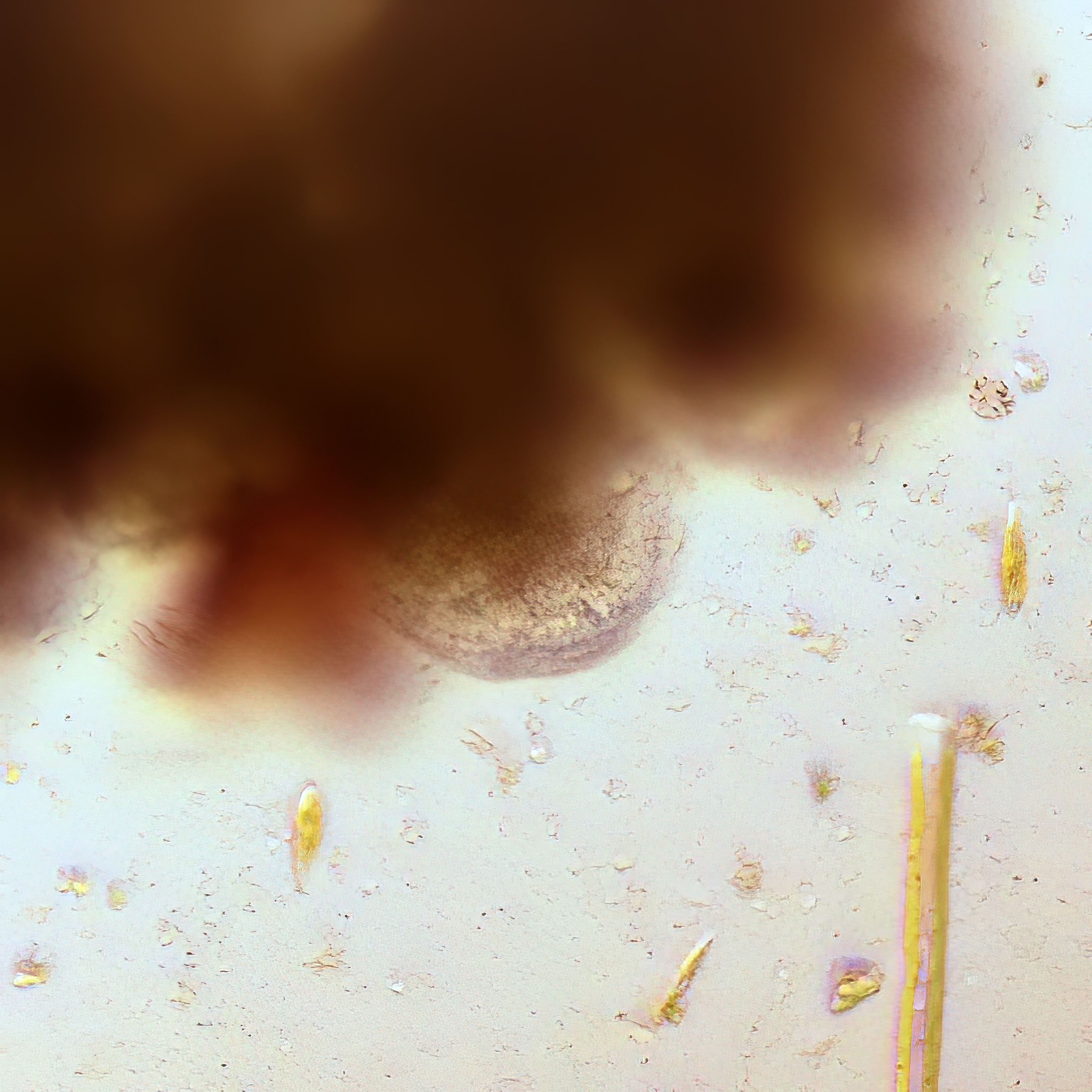 ZSC_6053-topaz-denoise-enhance-sharpen.jpg