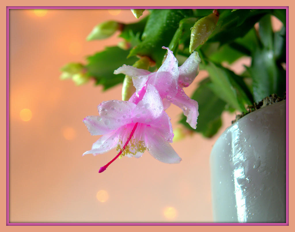 Zygocactus 1-7-2016.jpg