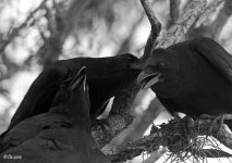 Apr282010-Anhinga-Trail-crows.jpg