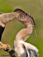 Feb072010-Anhinga-feeding-young.jpg