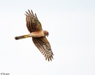 Apr252010-Green-Cay-Northern-Harrier.jpg