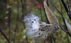 milkweed(web).jpg