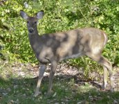 Deer in Front Yard-2-2.jpg