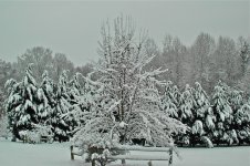 Winter Blossoms.JPG