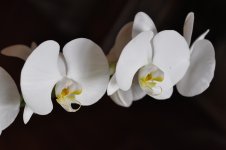 Orchids.jpg