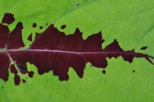 caladium.jpg