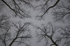7-trees.jpg