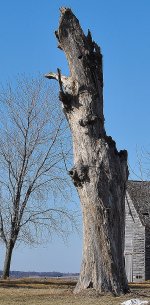 Dead wood.jpg