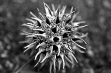 9-spikey ball 365.jpg