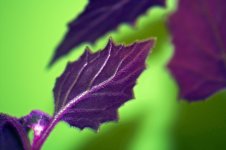 10-purple passion.jpg