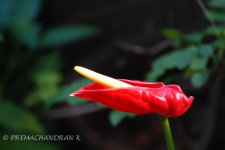 20110107-Tamron zoom shots-002.jpg