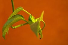 11-pothos.jpg