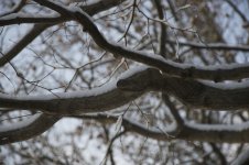 12-branch.jpg