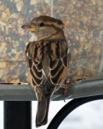DSC_4790r.jpg