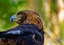 20100316-eagleDSC0100-92-93.jpg