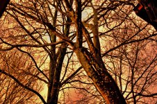 18-night trees 365.jpg