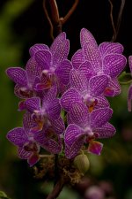 Orchid-6L.jpg