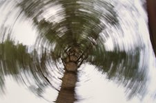 25-tree swirl.jpg
