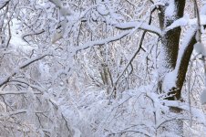 27-snowy trees.jpg