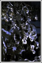 Snowy Branch.jpg