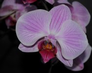 DSC_5580.jpg